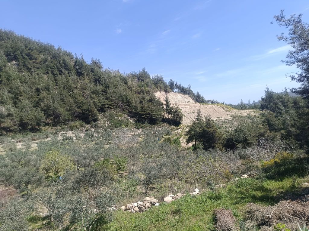 YAYLADAĞI ÇABALA DA ZEYTİNCİLİK